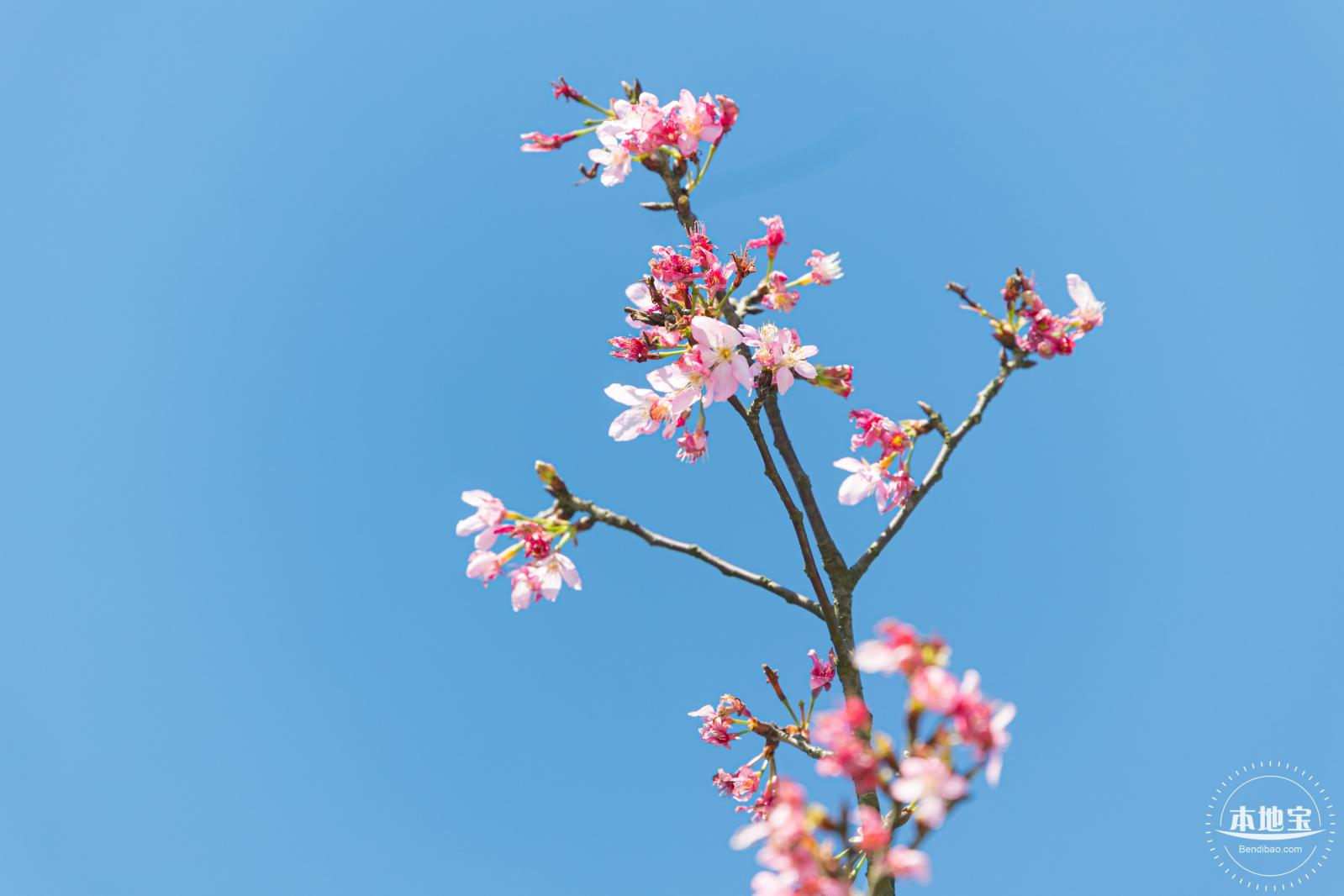 小三洲樱花