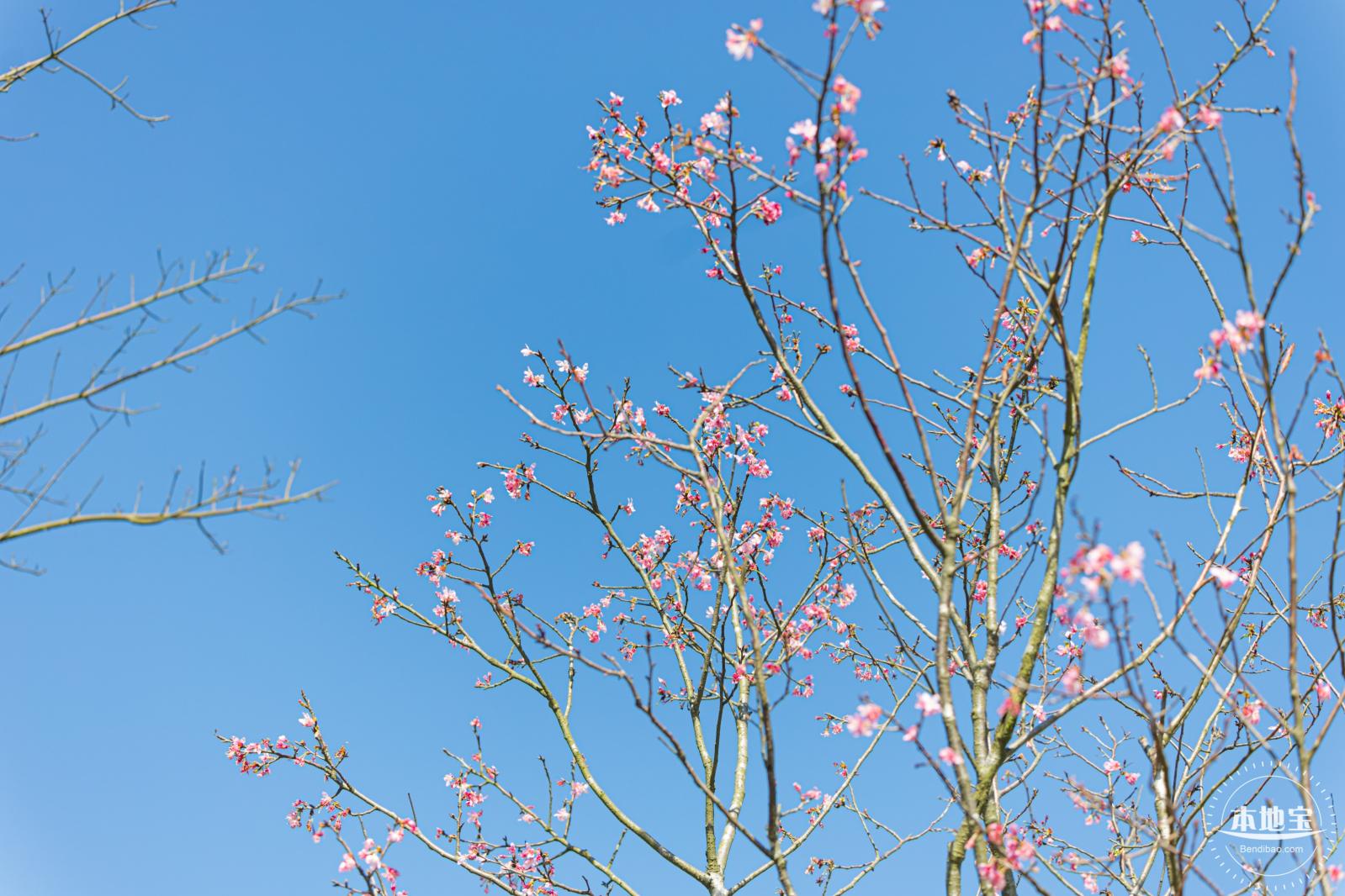 小三洲樱花
