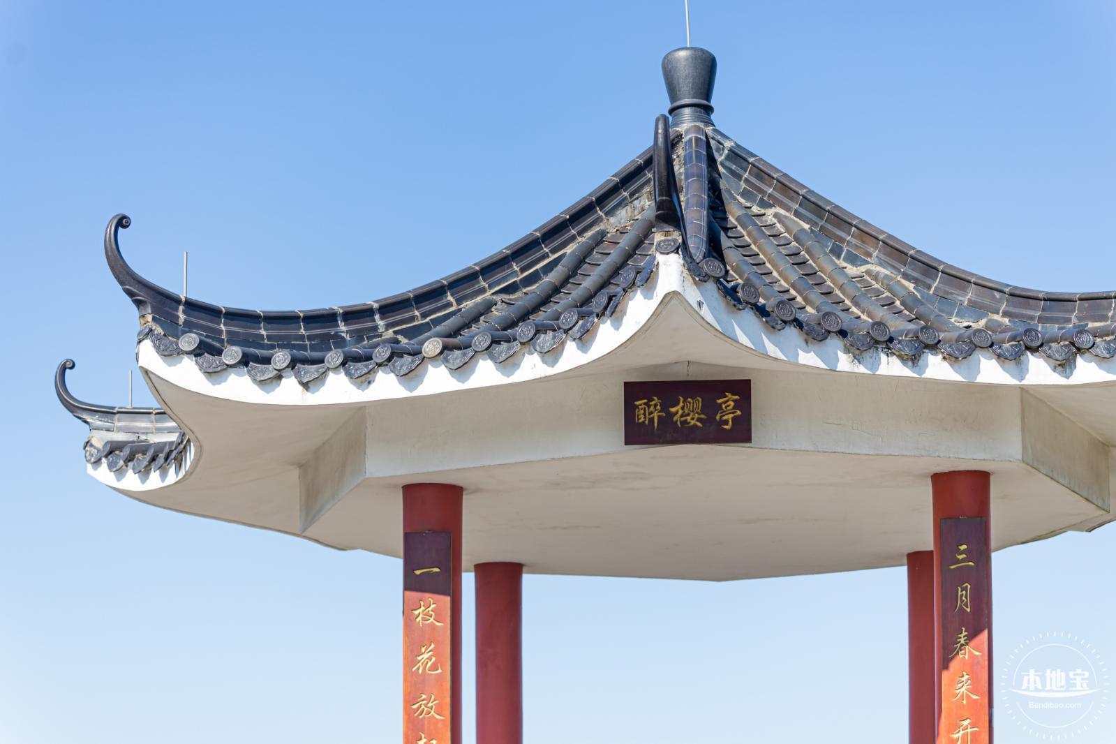 小三洲樱花