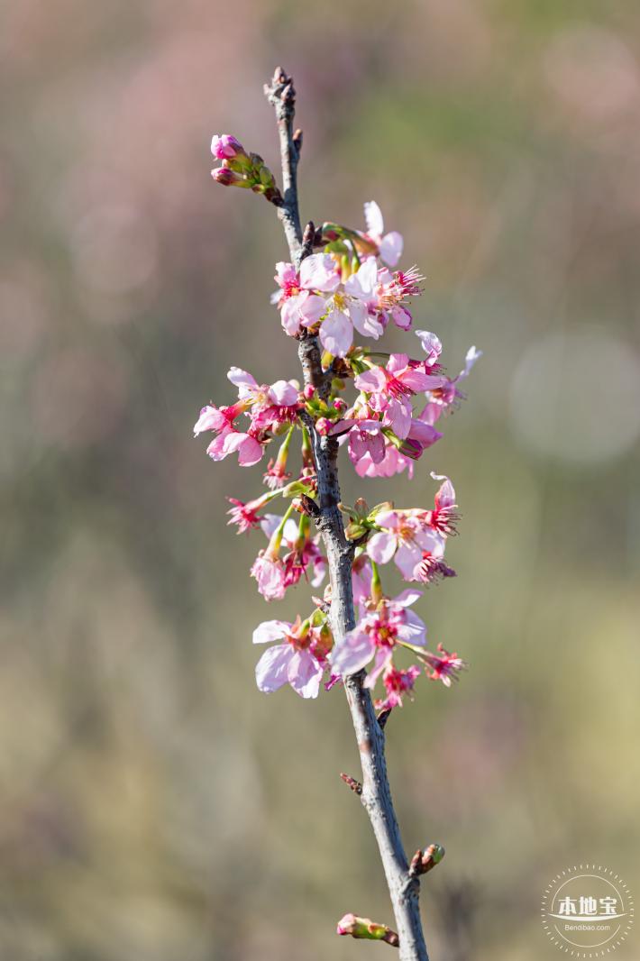 小三洲樱花