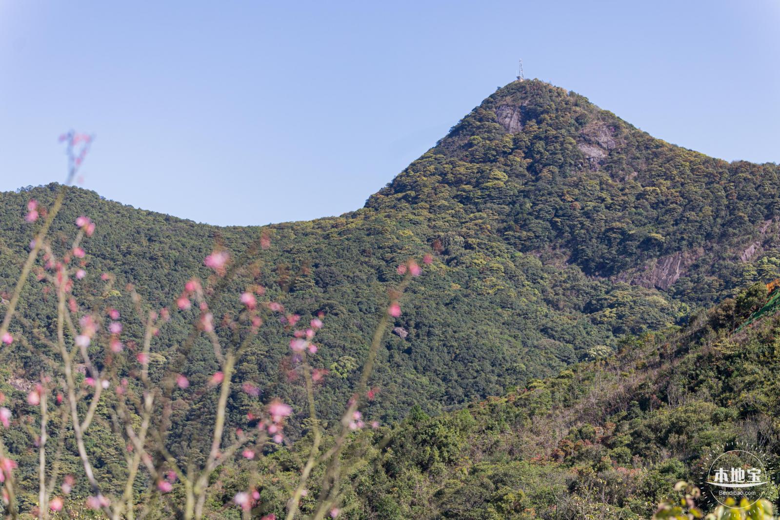 小三洲樱花