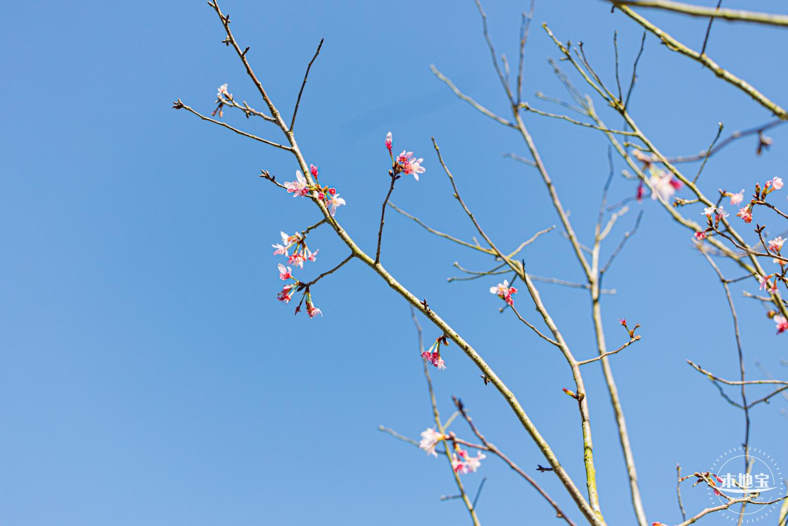 小三洲樱花