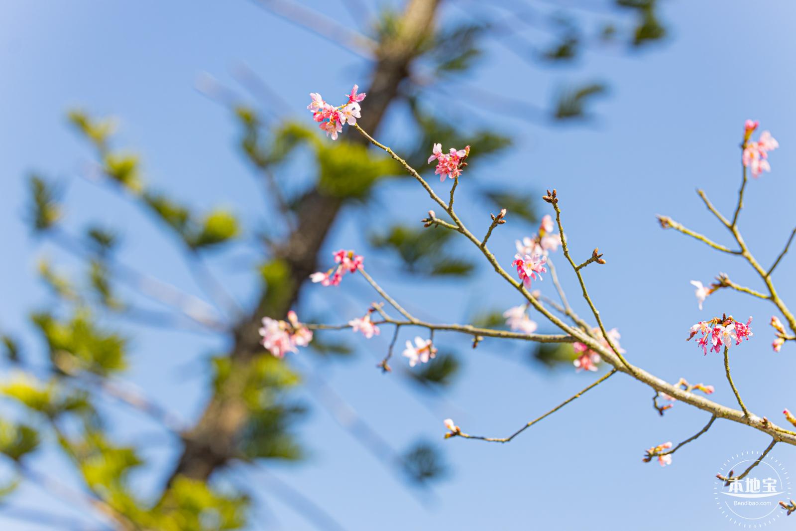 小三洲樱花