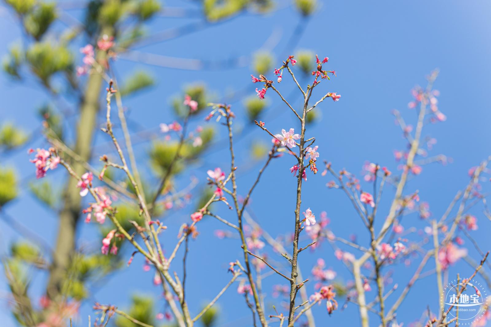 小三洲樱花