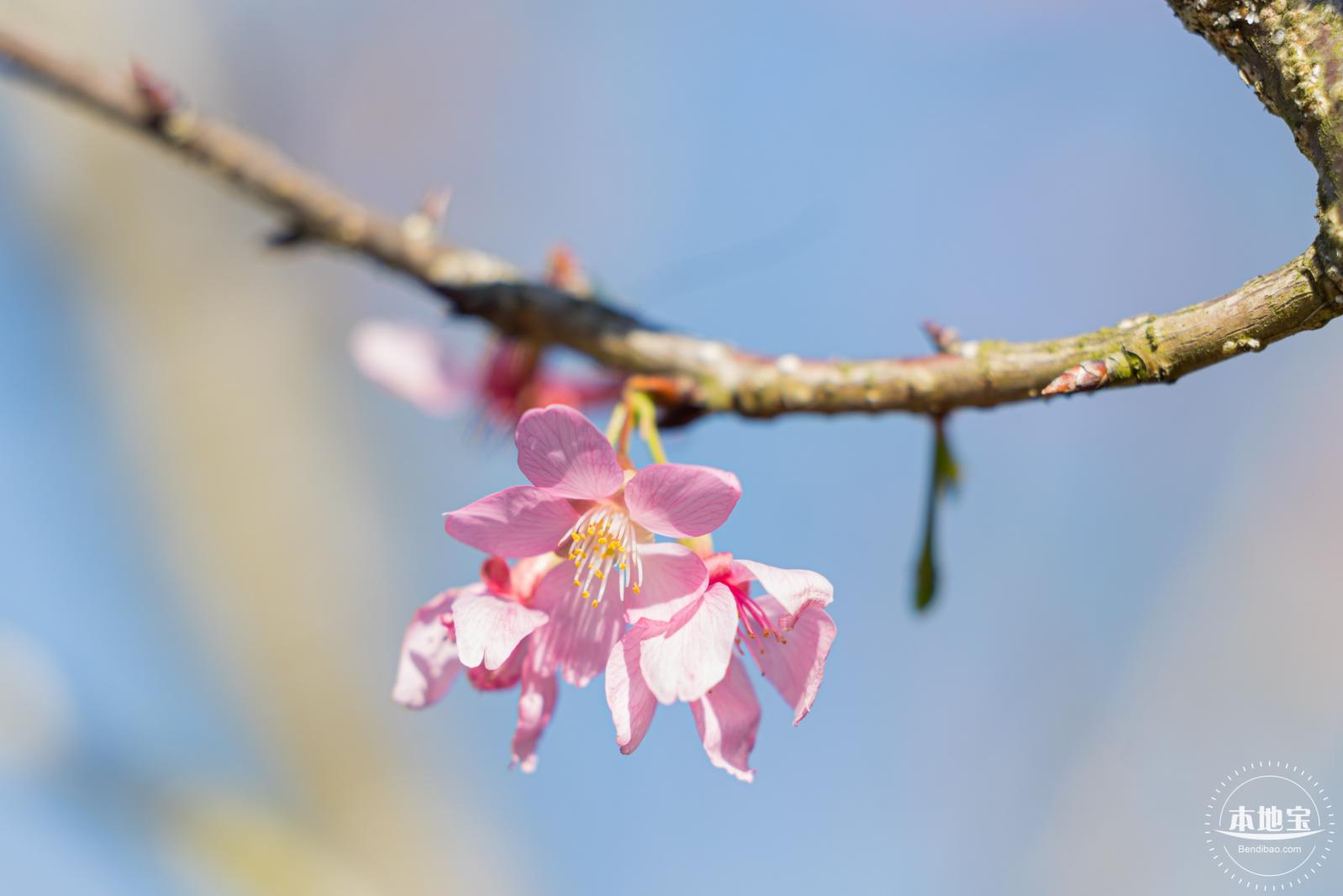 小三洲樱花