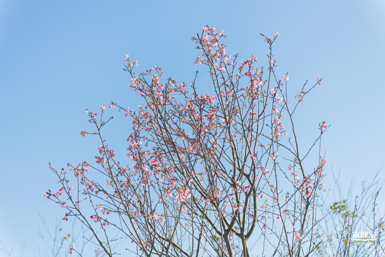 小三洲樱花
