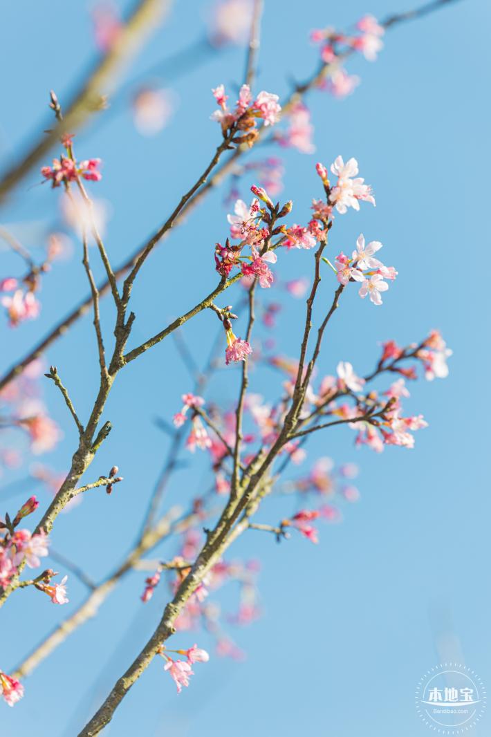 小三洲樱花