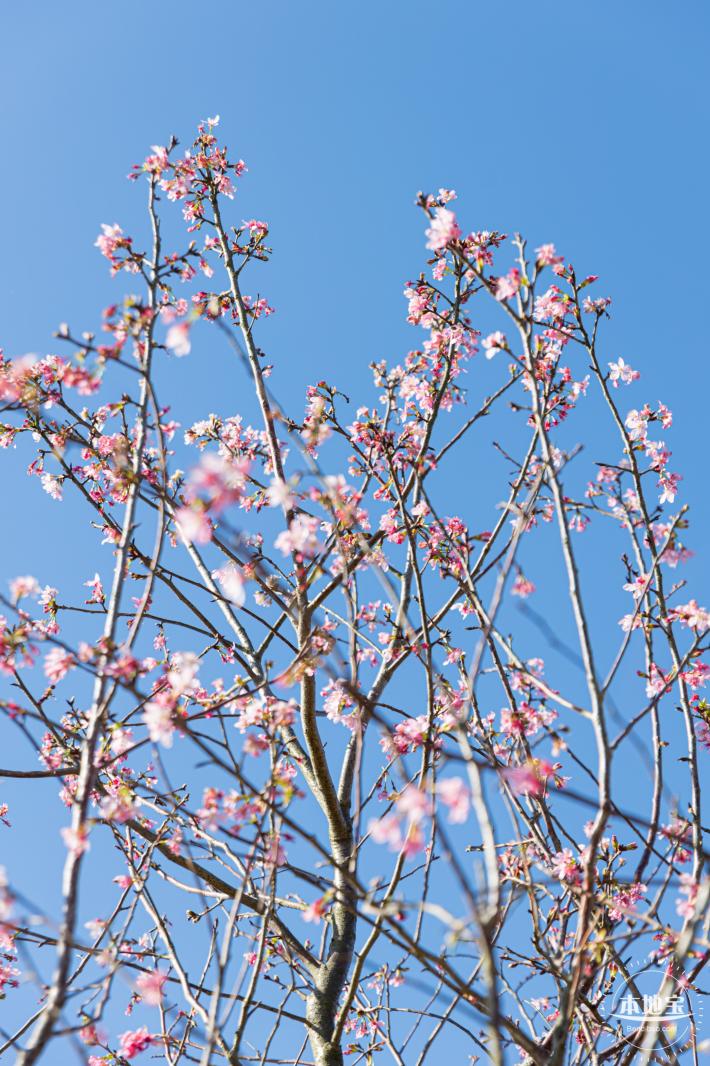 小三洲樱花