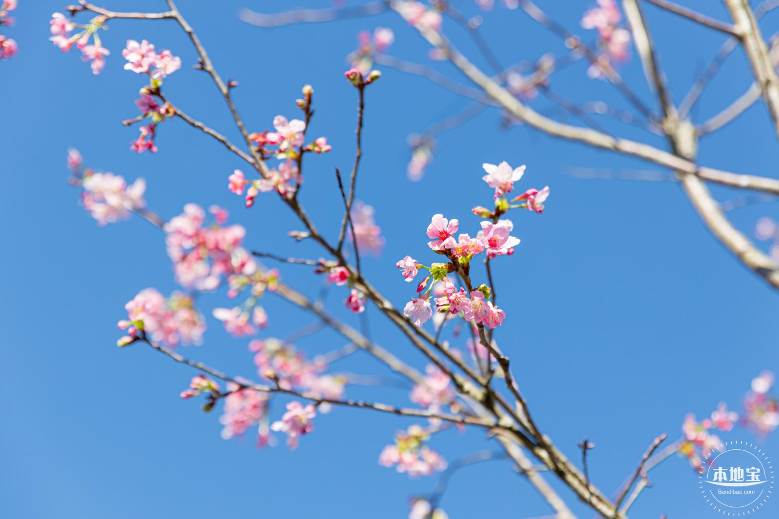 小三洲樱花