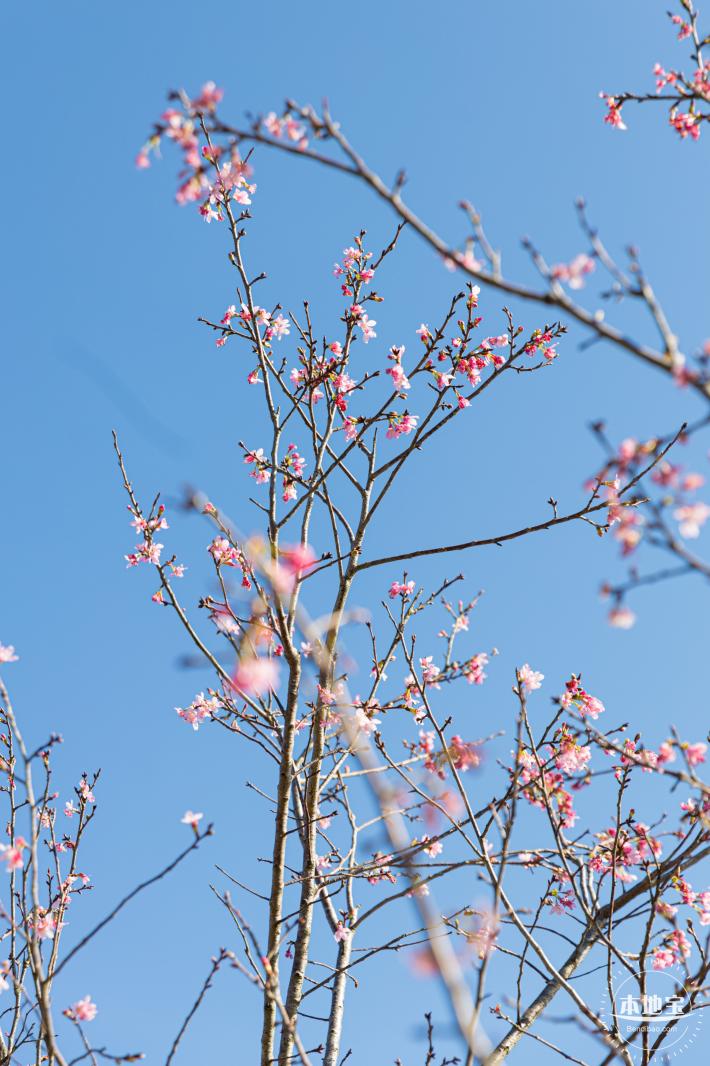 小三洲樱花