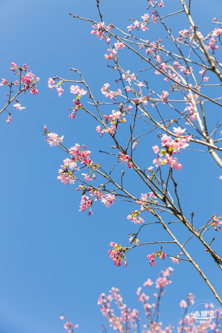 小三洲樱花