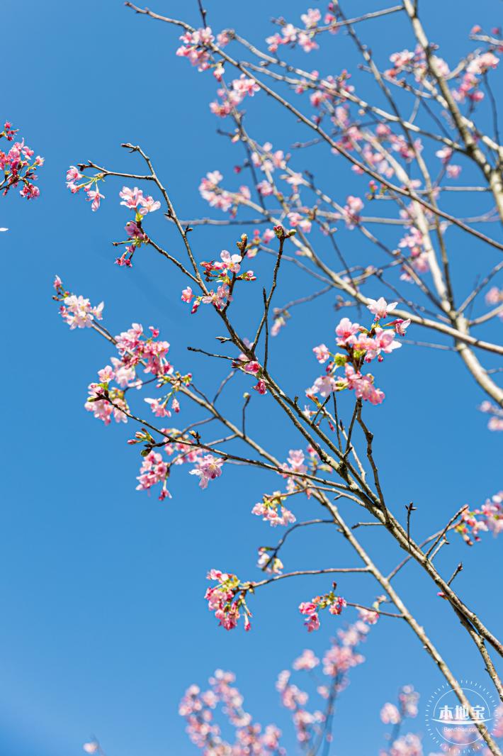 小三洲樱花