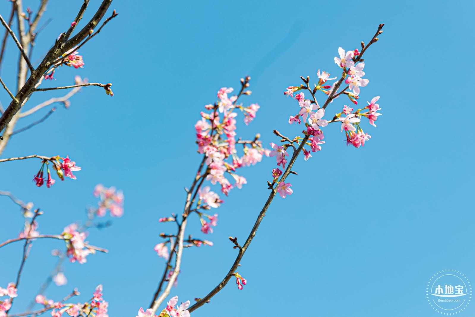 小三洲樱花