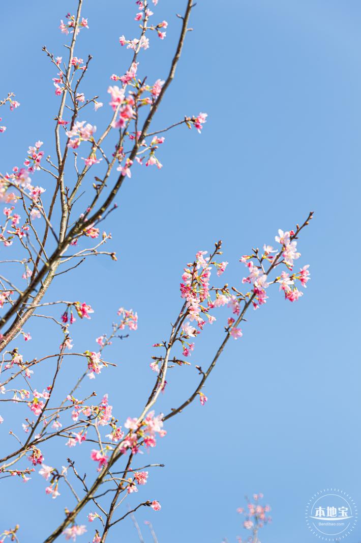 小三洲樱花