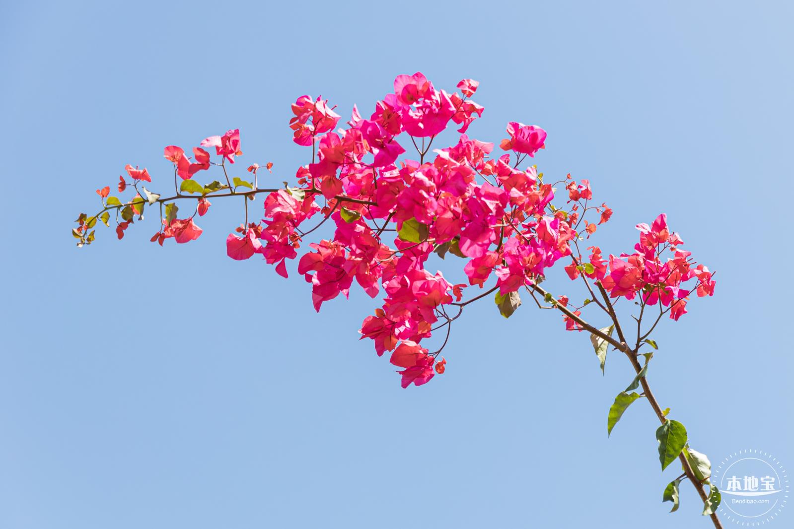 华英路花海