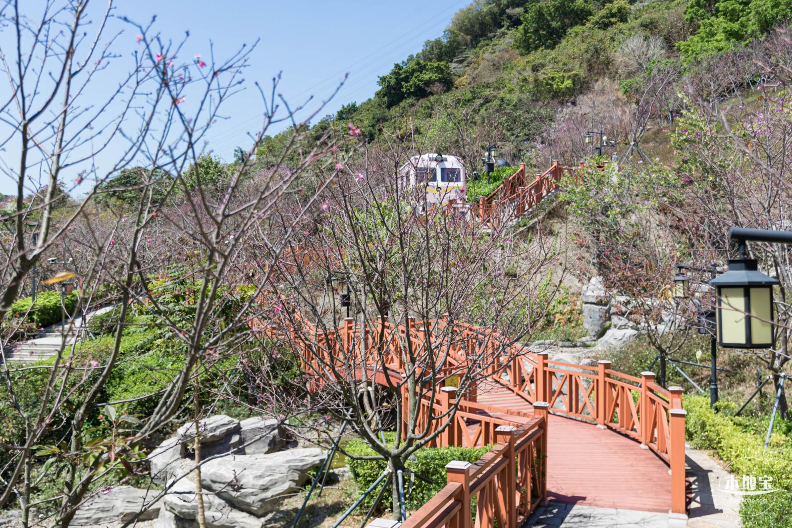 华英路花海