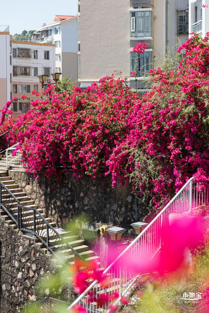 华英路花海
