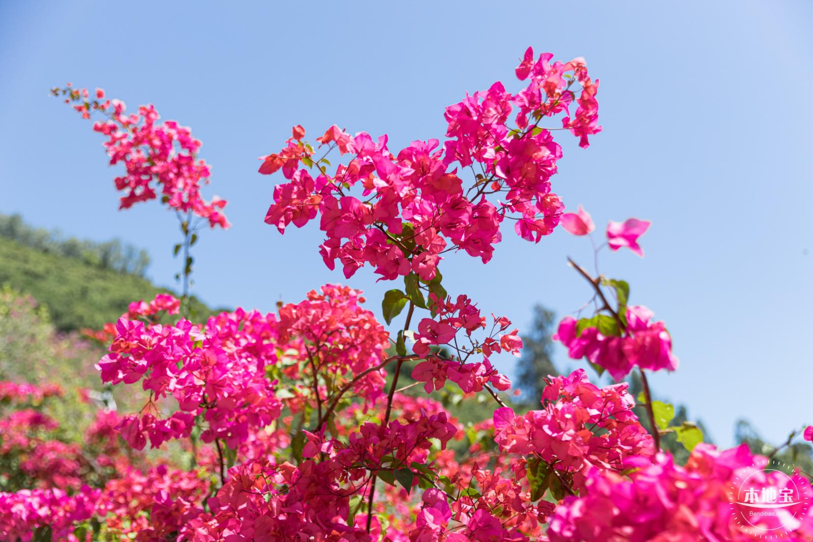 华英路花海