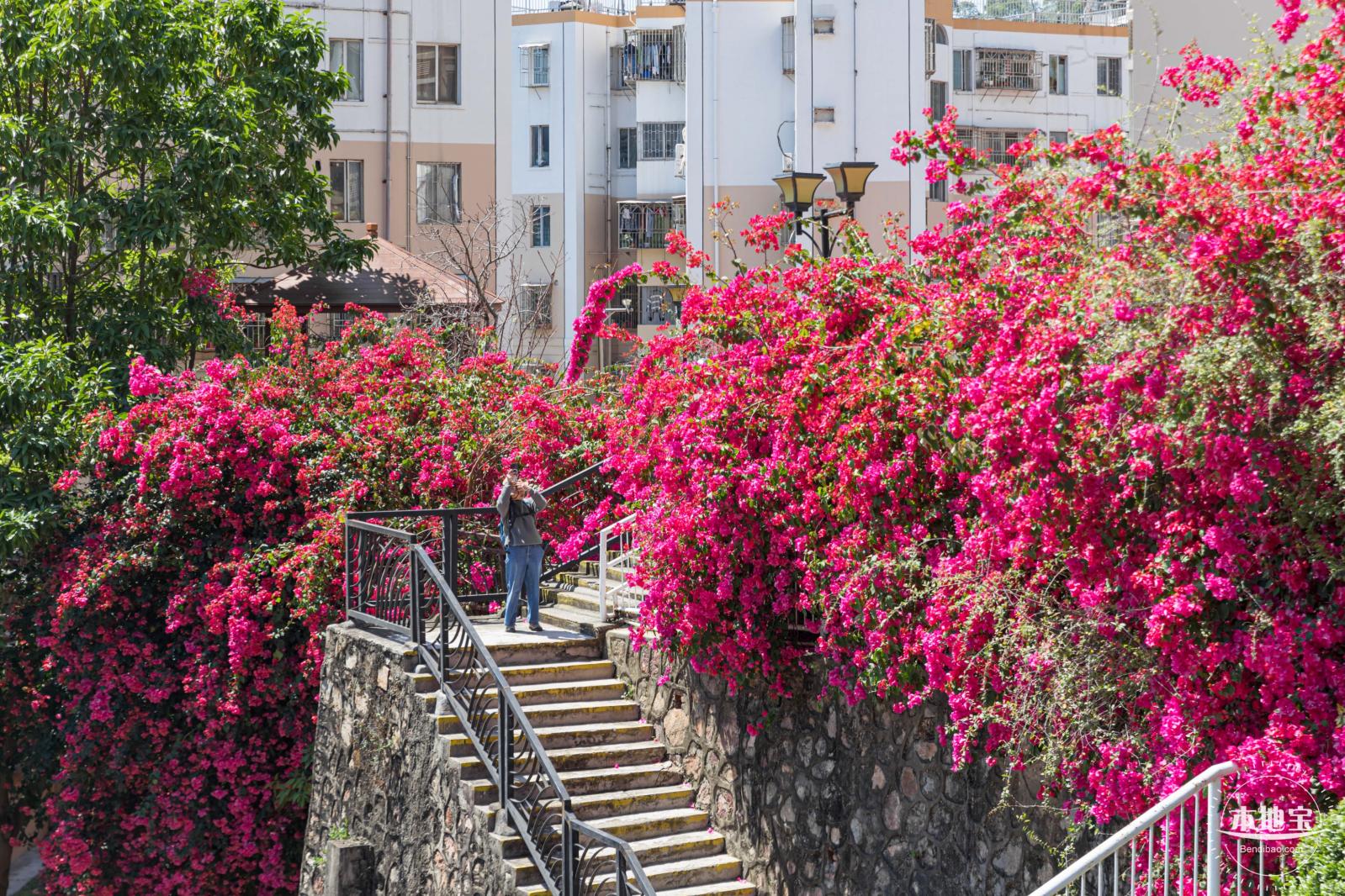 华英路花海