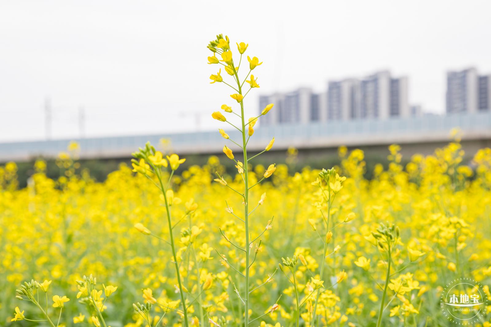 光明油菜花