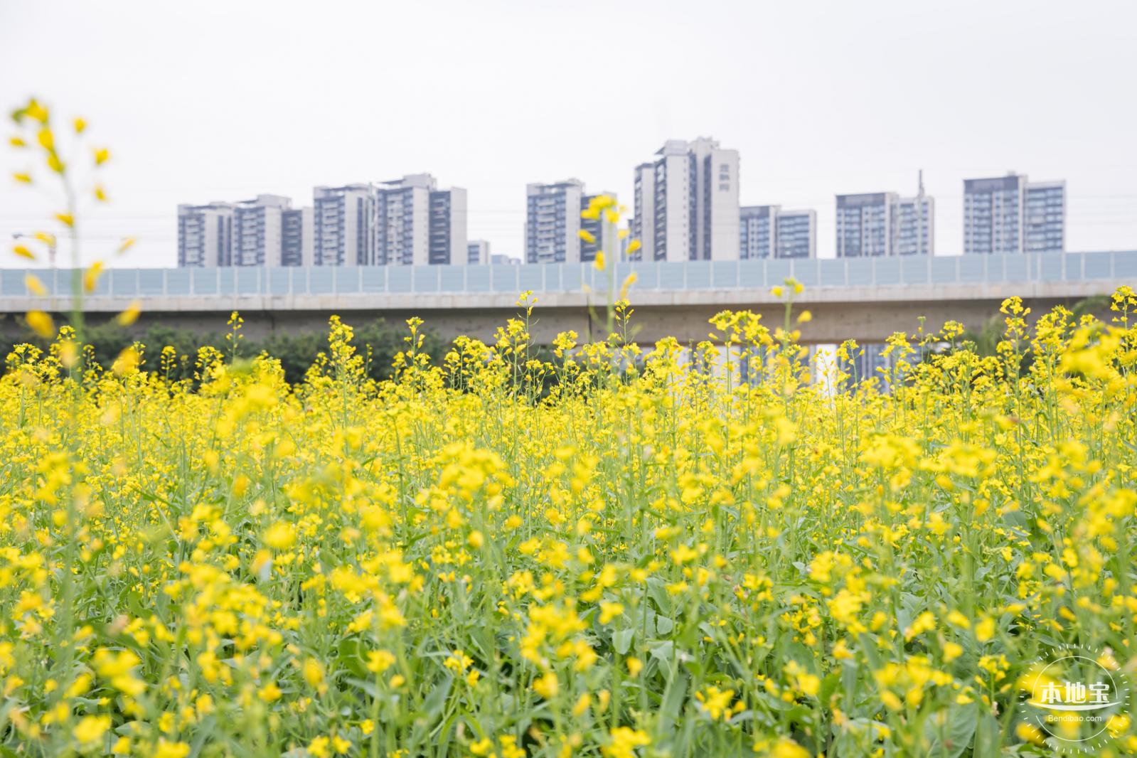 光明油菜花
