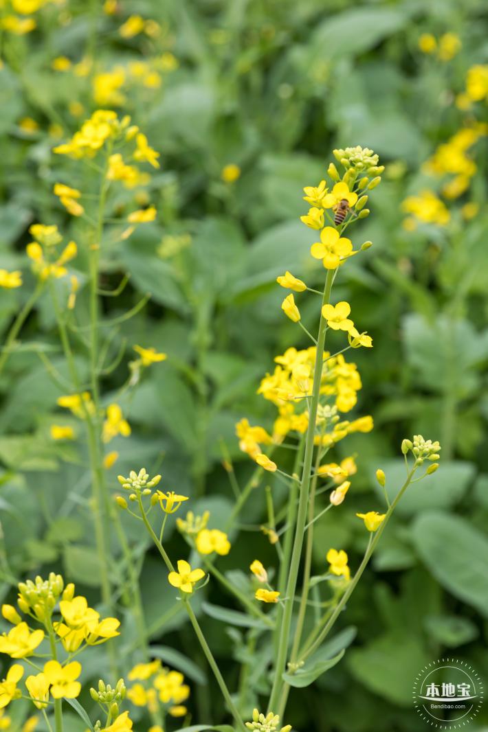光明油菜花