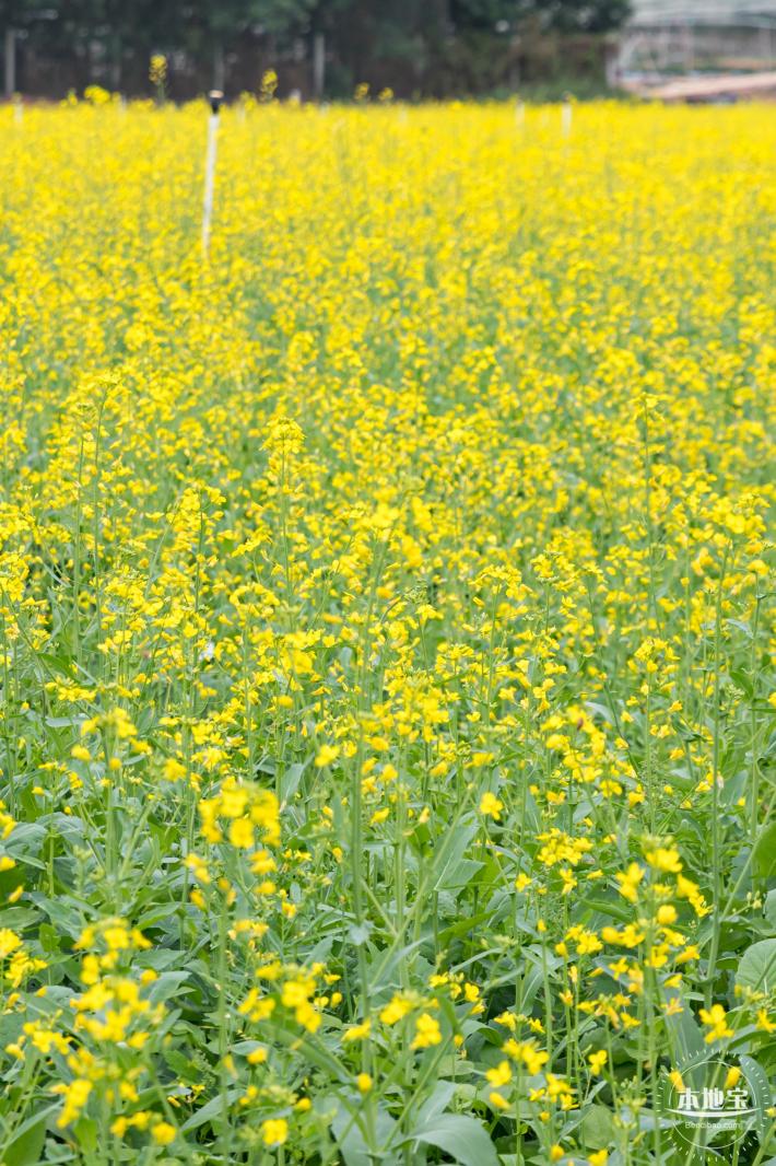 光明油菜花
