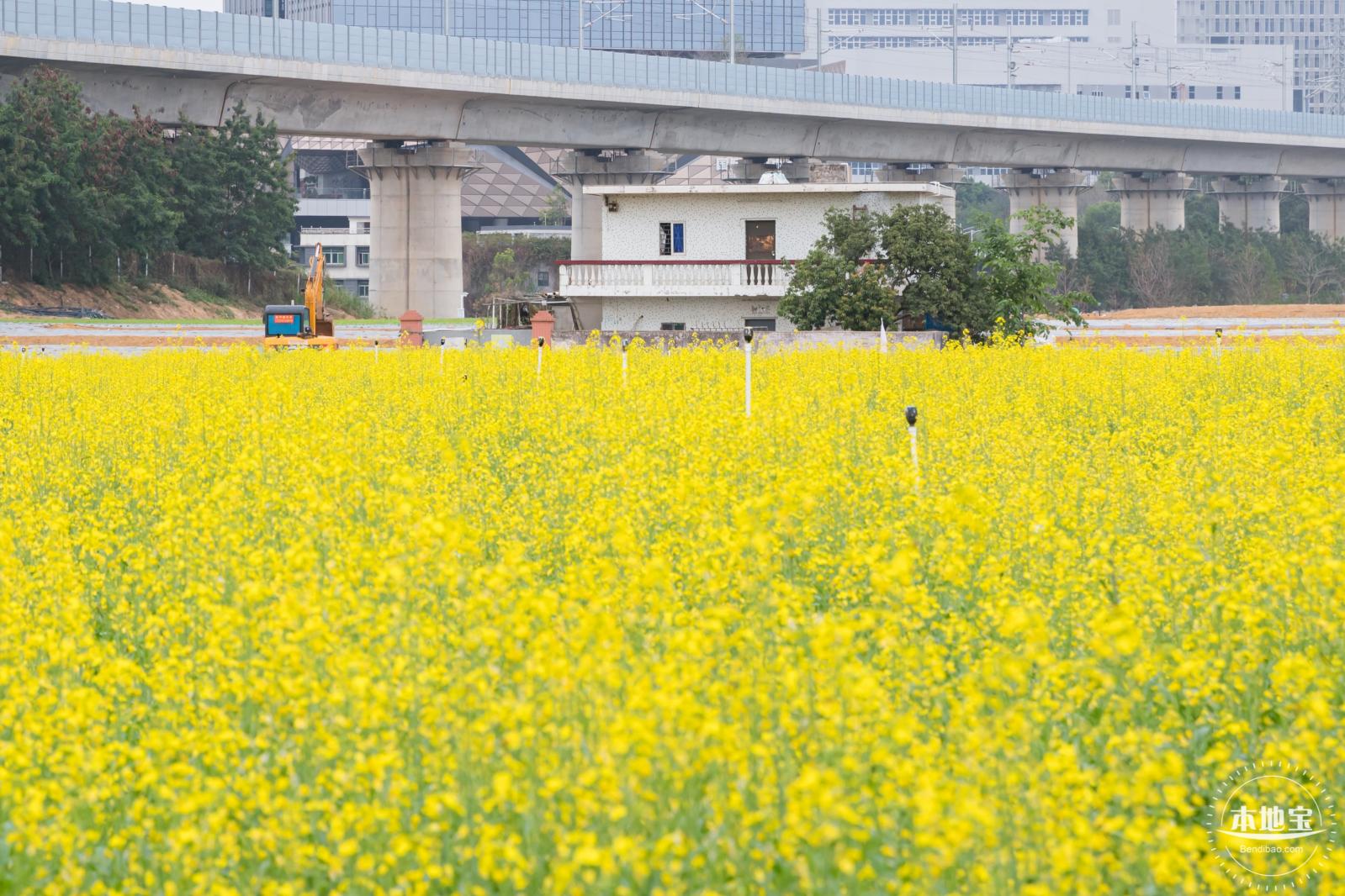 光明油菜花