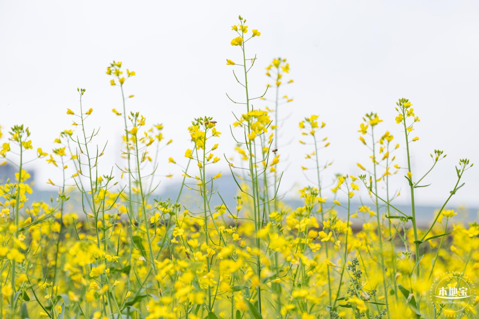 光明油菜花