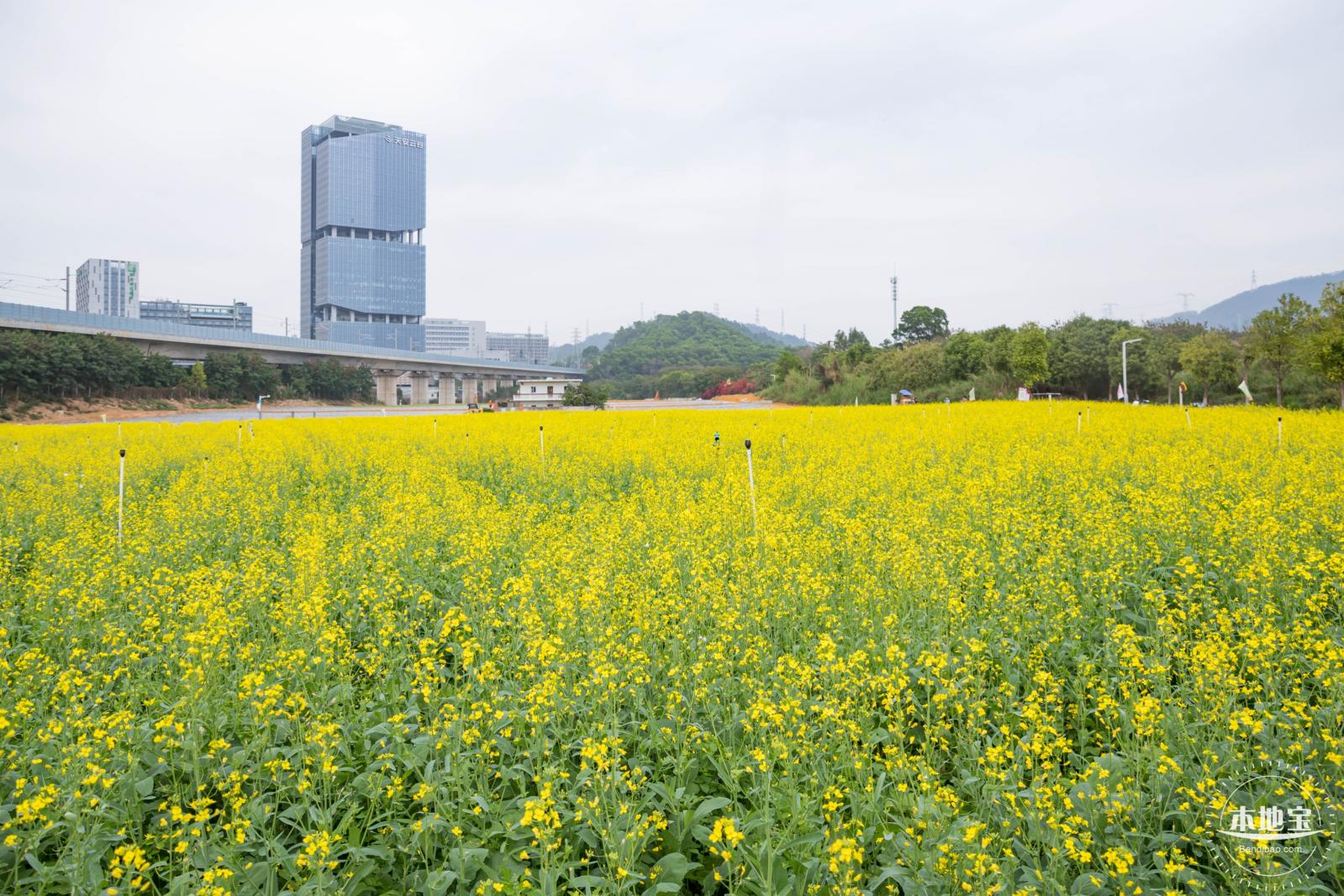 光明油菜花