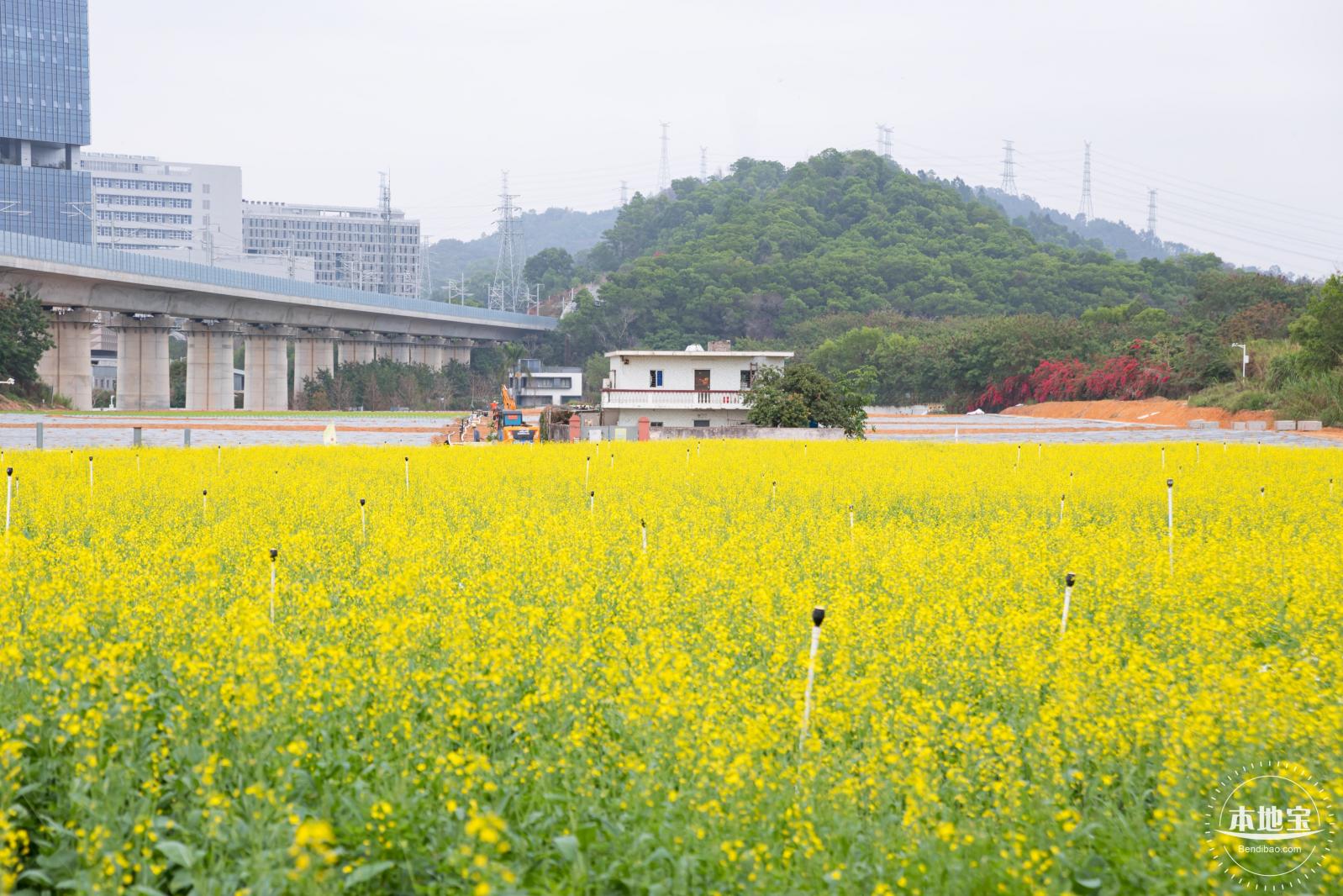 光明油菜花