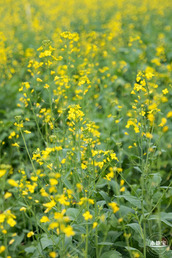 光明油菜花
