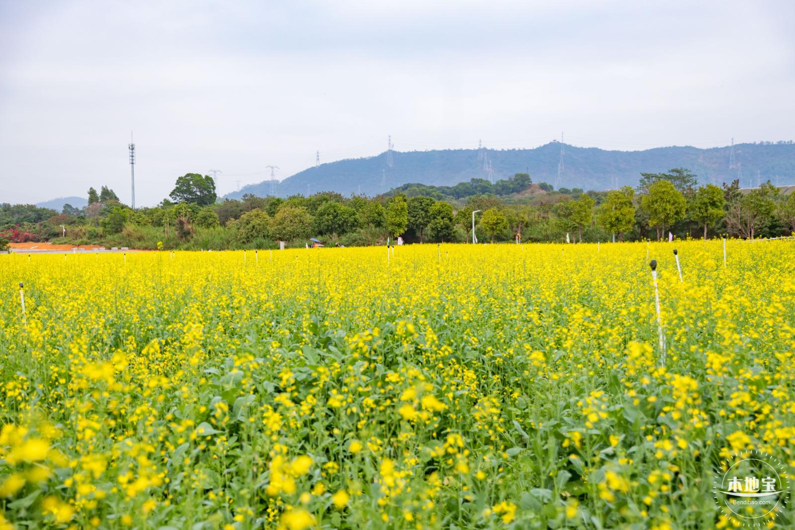 光明油菜花
