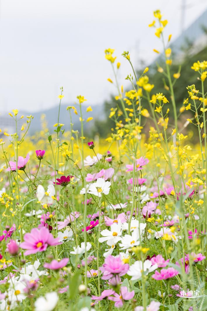 光明油菜花