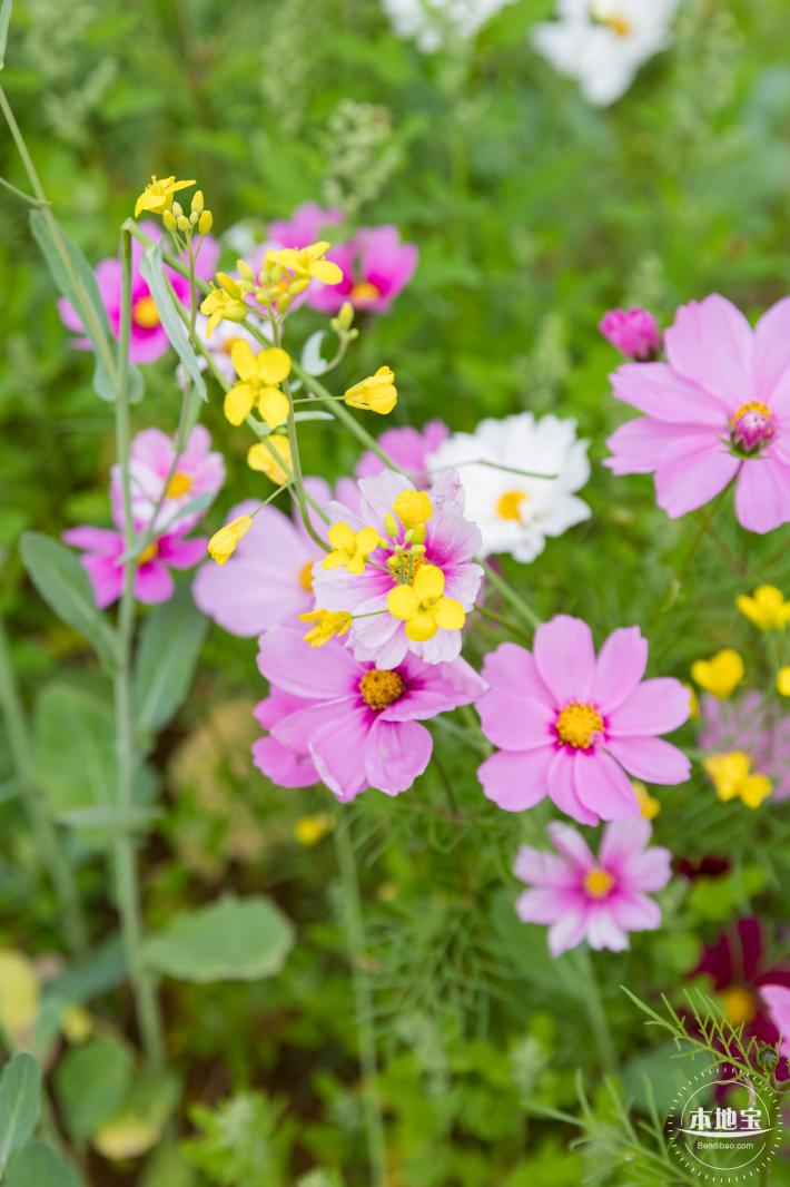 光明油菜花