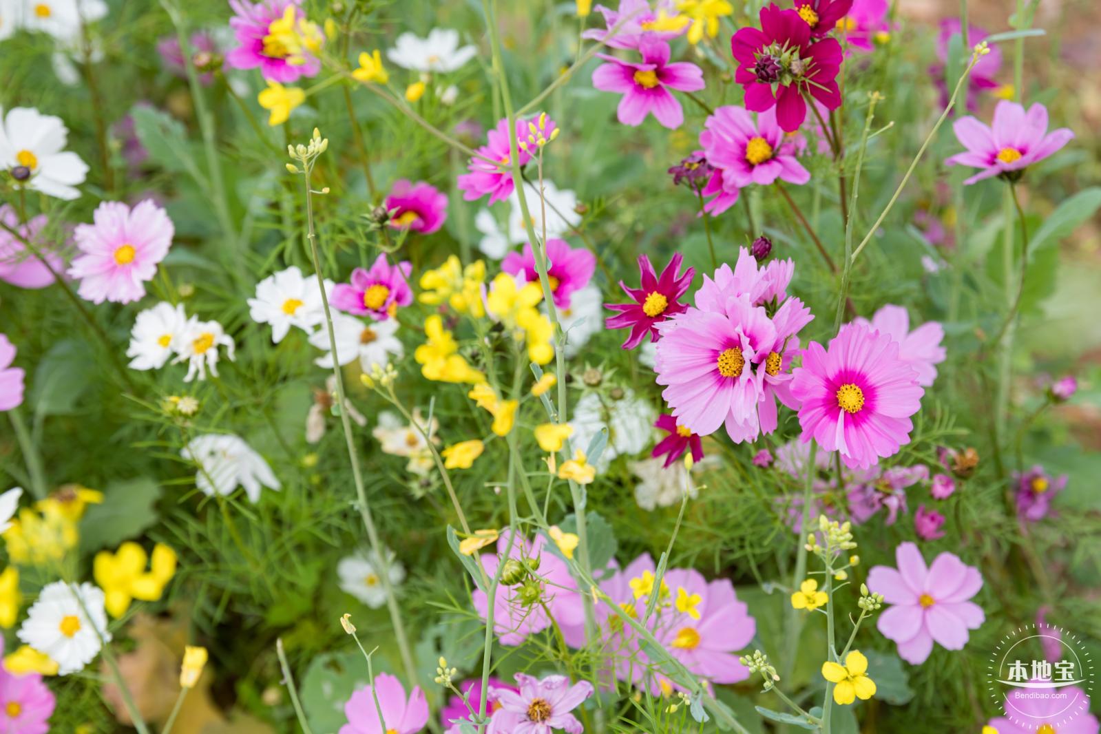 光明油菜花