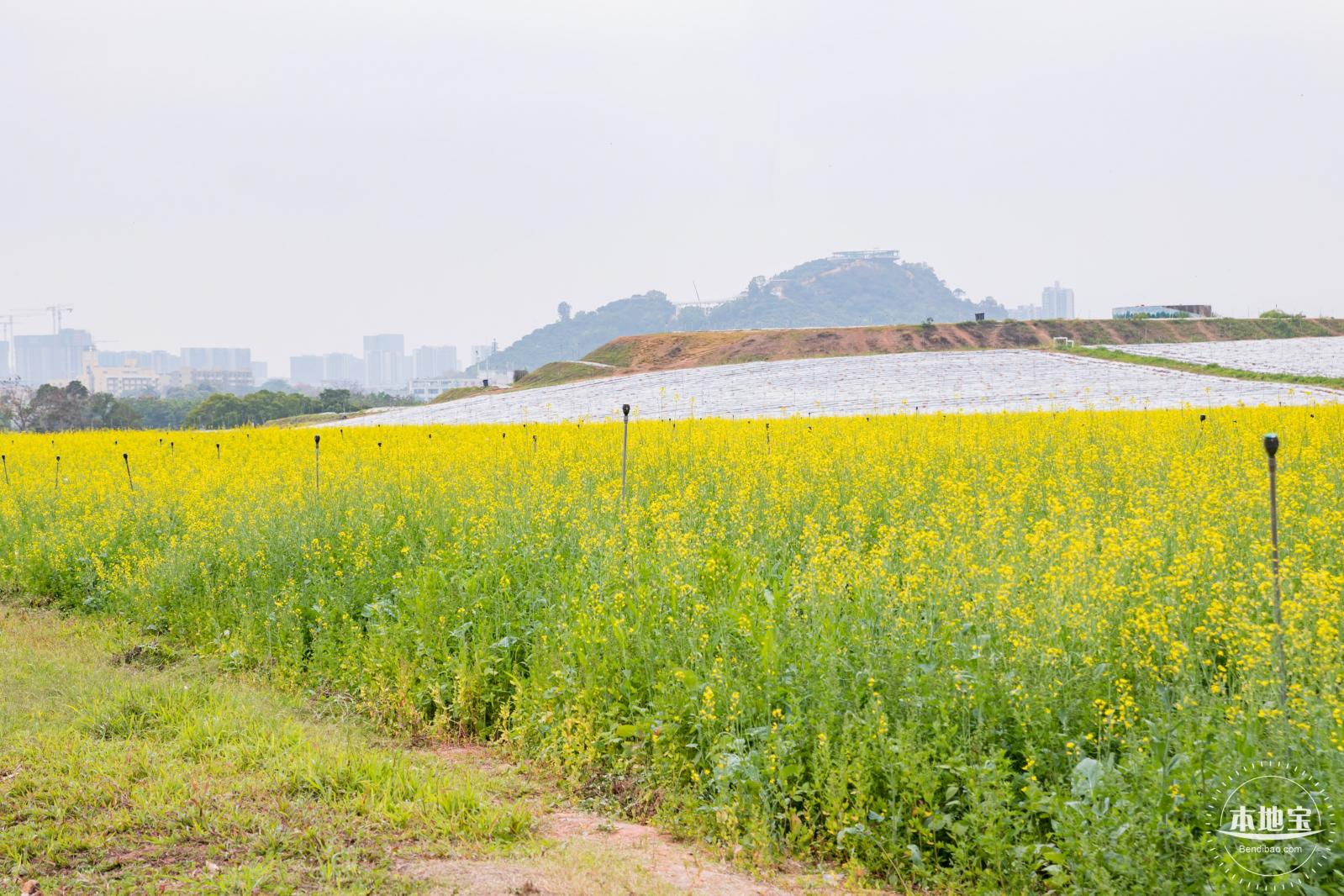 光明油菜花