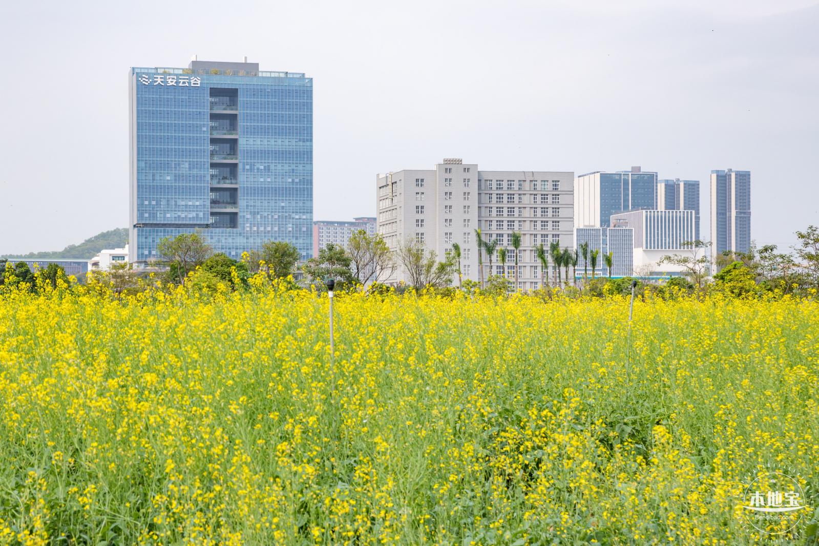 光明油菜花