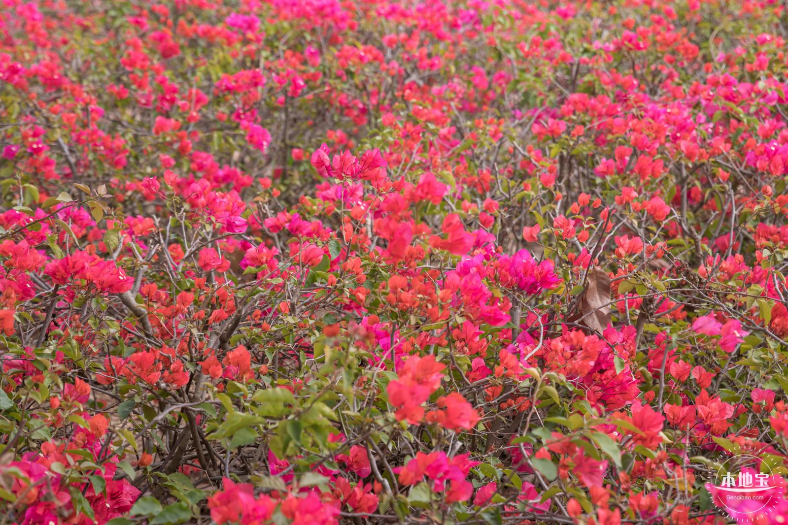 光明油菜花