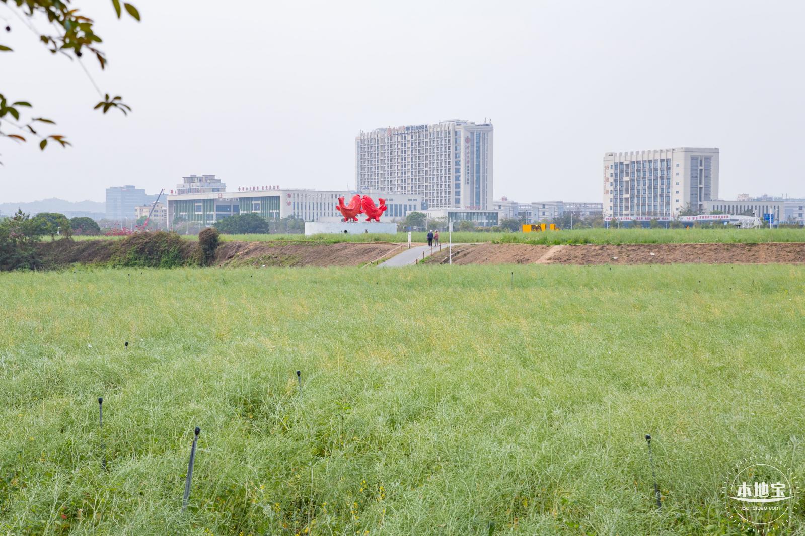 光明油菜花