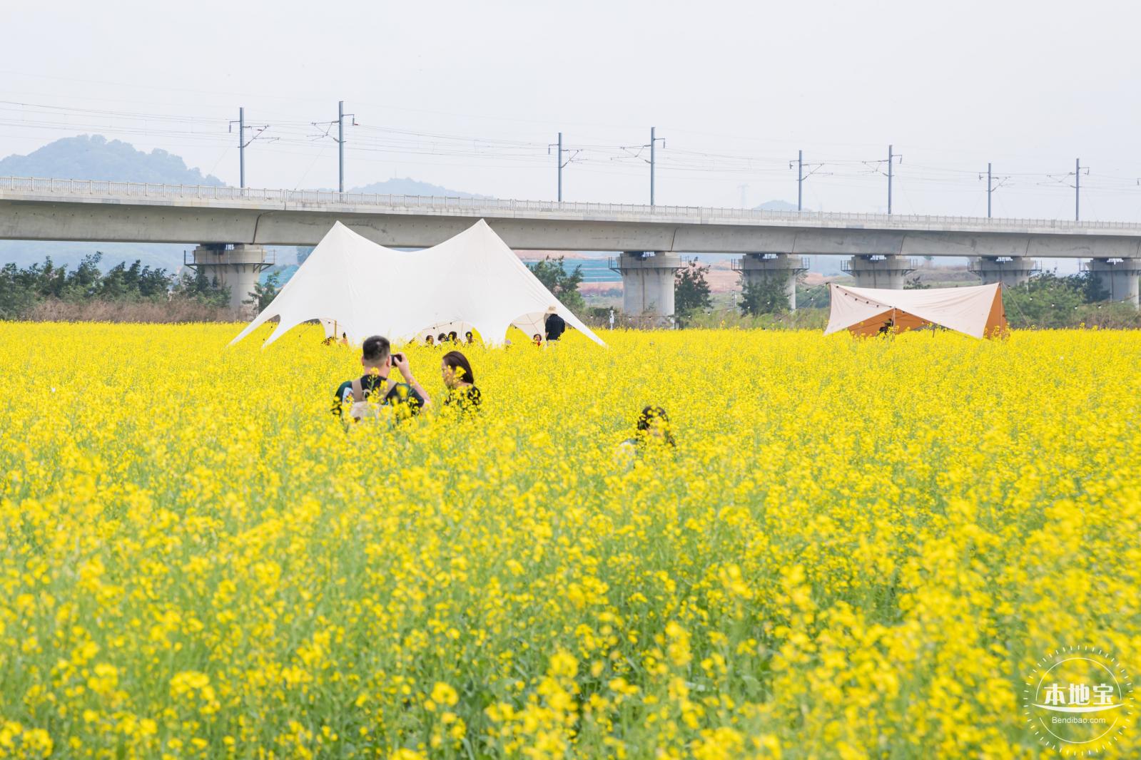 光明油菜花