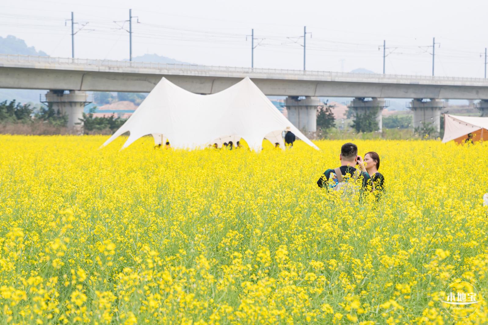 光明油菜花