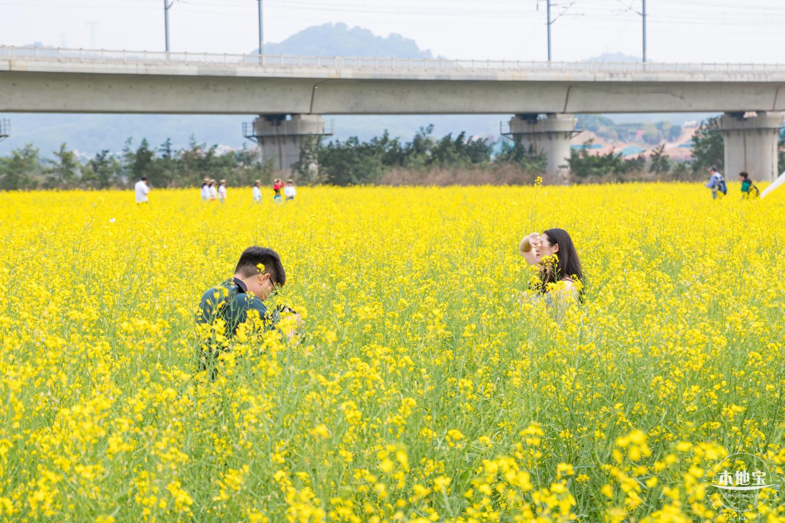 光明油菜花