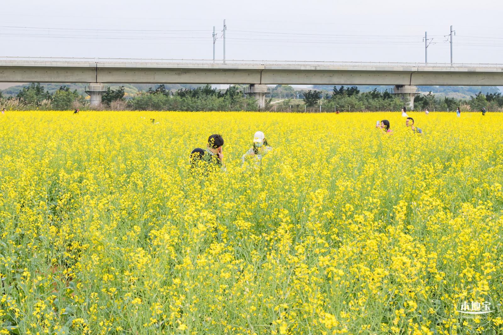光明油菜花