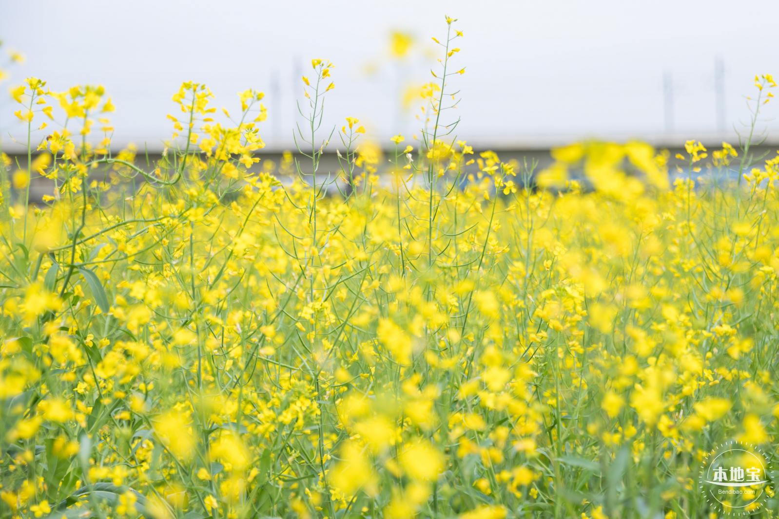 光明油菜花