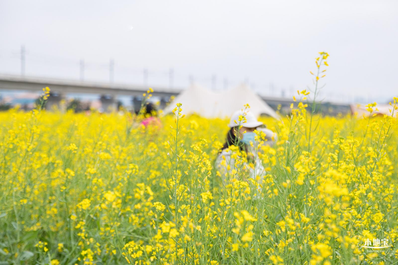 光明油菜花