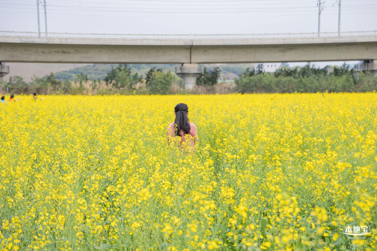 光明油菜花