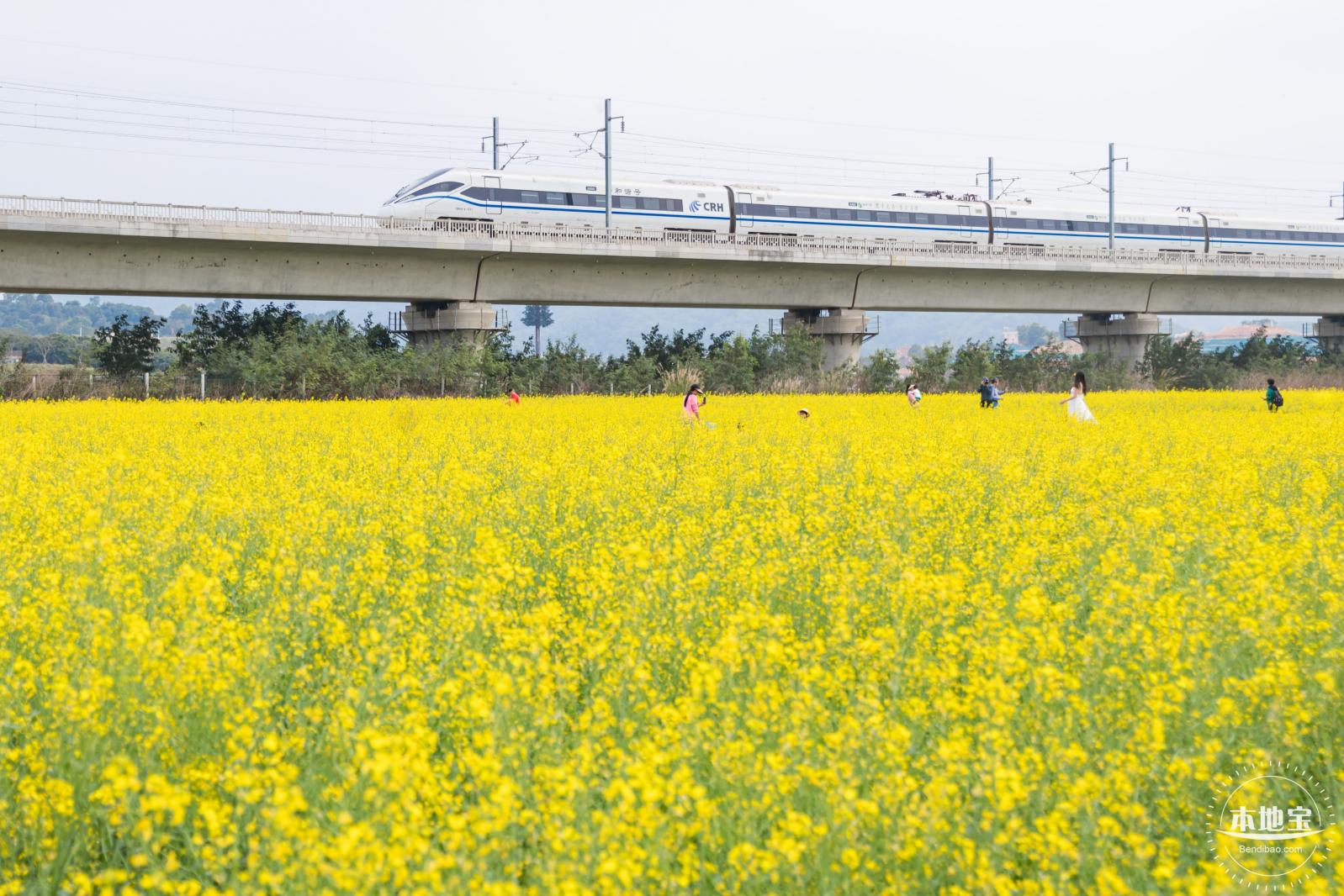 光明油菜花