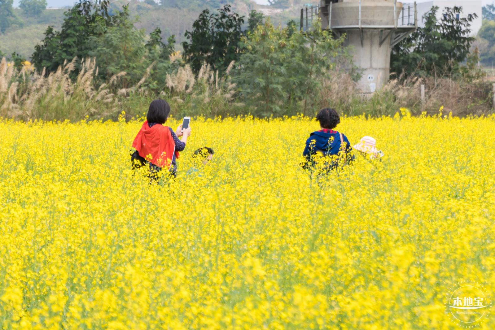 光明油菜花