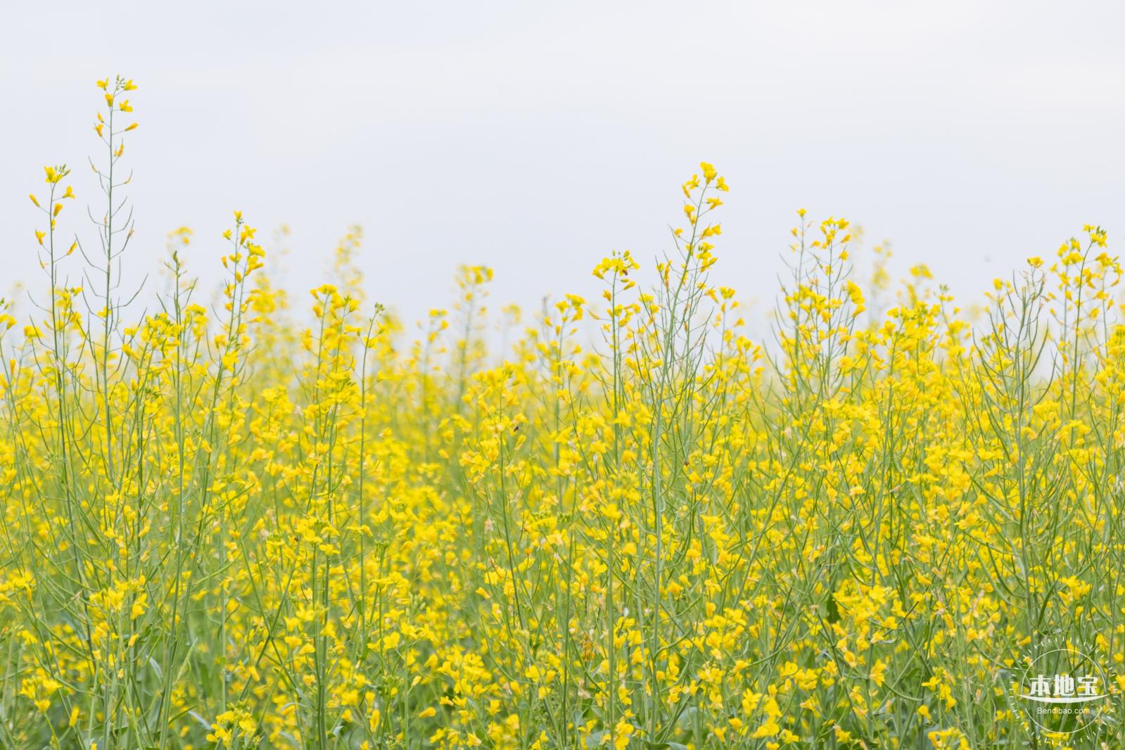 光明油菜花